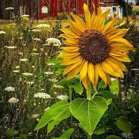 cblume123